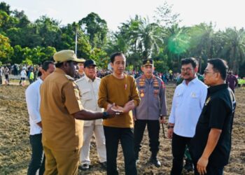 Jokowi Bagun Food Estate untuk Penanaman Jagung Seluas 10.000 Ha di Papua