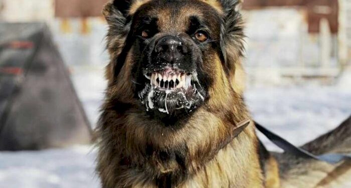 Hingga April 2023, Ada 11 Kasus Kematian Karena Rabies