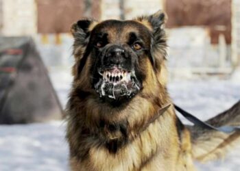 Hingga April 2023, Ada  11 Kasus Kematian Karena Rabies