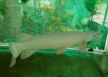 Ini Penjelasan KKP Tentang Larangan Memelihara Ikan Alligator Gar di Indonesia
