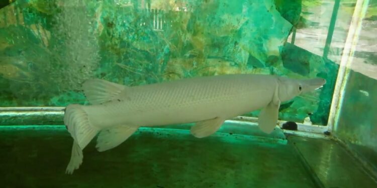 Ini Penjelasan KKP Tentang Larangan Memelihara Ikan Alligator Gar di Indonesia
