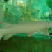 Ini Penjelasan KKP Tentang Larangan Memelihara Ikan Alligator Gar di Indonesia
