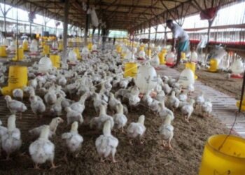 Langkah Kementan Menjaga Stabilitas Pasokan dan Harga Ayam Tingkat Peternak