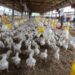 Langkah Kementan Menjaga Stabilitas Pasokan dan Harga Ayam Tingkat Peternak