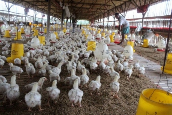 Langkah Kementan Menjaga Stabilitas Pasokan dan Harga Ayam Tingkat Peternak