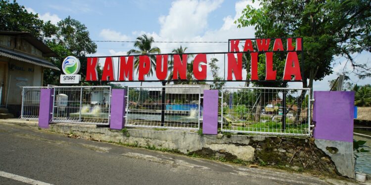 Mengenal SFV Kawali Sebagai Produsen Nila Inovatif di Jawa Barat