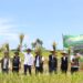 Serap Panen di Banyuwangi, Bentuk Konsistensi Program Mitra Tani Perum BULOG