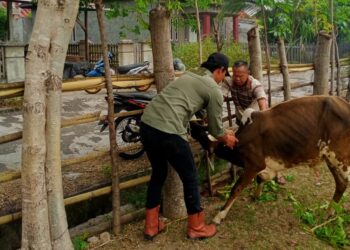 Wabah SE di Bengkulu, Kementan Tingkatkan Upaya Pengendalian dan Pencegahan