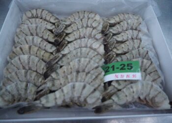 KKP Buka Peluang Pasar Baru Produk Udang Indonesia ke Jepang, Australia dan Korsel