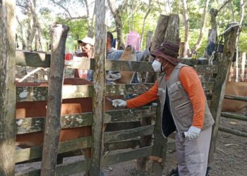 Kementan Himbau Daerah Perketat Pengawasan Lalu Lintas Ternak Terkait Wabah Jembrana di Sultra