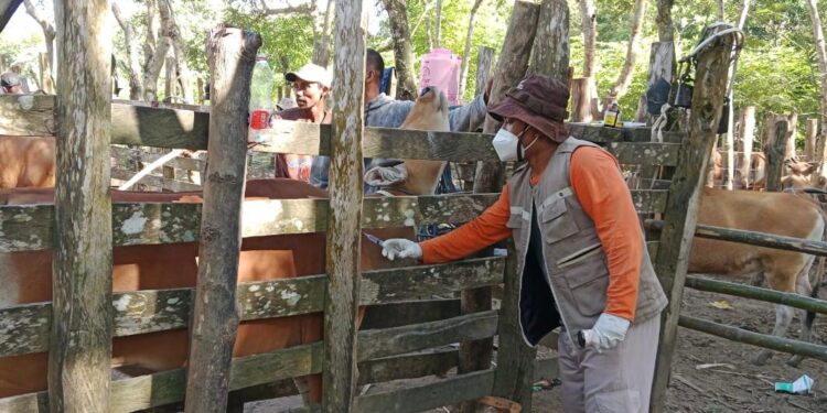 Kementan Himbau Daerah Perketat Pengawasan Lalu Lintas Ternak Terkait Wabah Jembrana di Sultra