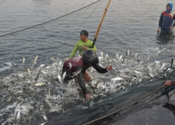 Genjot Produktivitas Perikanan Budi Daya, KKP Turut Bagikan Benih Ikan & Rumput Laut di HUT Ke-25