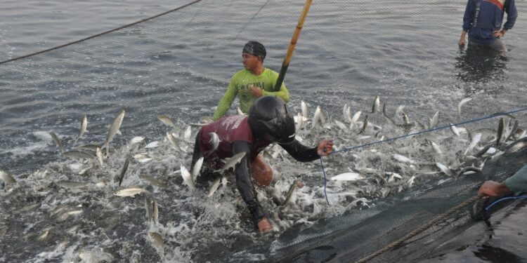 Genjot Produktivitas Perikanan Budi Daya, KKP Turut Bagikan Benih Ikan & Rumput Laut di HUT Ke-25