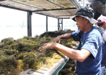 KKP Kenalkan Inovasi Pengeringan Rumput Laut Tingkatkan Kualitas Produksi