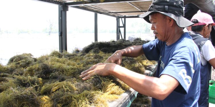KKP Kenalkan Inovasi Pengeringan Rumput Laut Tingkatkan Kualitas Produksi