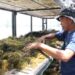 KKP Kenalkan Inovasi Pengeringan Rumput Laut Tingkatkan Kualitas Produksi
