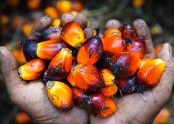 Industri Kelapa Sawit Berperan Strategis bagi Perekonomian Indonesia