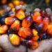 Industri Kelapa Sawit Berperan Strategis bagi Perekonomian Indonesia