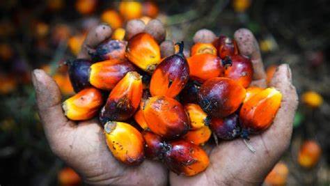 Industri Kelapa Sawit Berperan Strategis bagi Perekonomian Indonesia