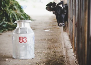 Pemerintah Diminta Lindungi Peternak Sapi Lokal, Bukan Buka Keran Impor