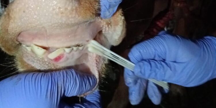 Kementan Sigap Selidiki Kasus Penyakit Mulut dan Kuku di Lumajang, Berikan Pengawasan Ketat