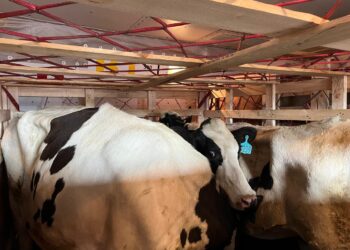 Komitmen Investasi! Sapi Perah Bunting Impor Tiba Perdana di Tanah Air