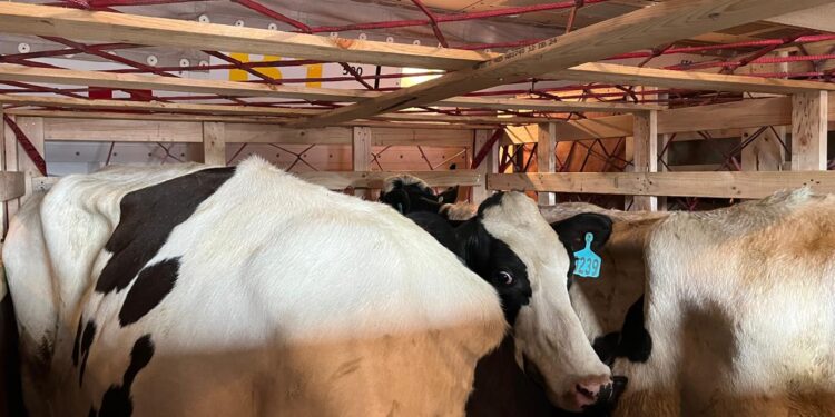 Komitmen Investasi! Sapi Perah Bunting Impor Tiba Perdana di Tanah Air