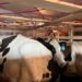 Komitmen Investasi! Sapi Perah Bunting Impor Tiba Perdana di Tanah Air