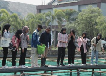 KKP Kembangkan Ikan Nila Srikandi Andalkan Teknik Budidaya Inovatif