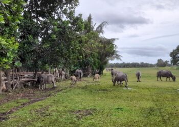 Kementan Gerak Cepat Tangani Kasus Kematian Kerbau di Kota Bengkulu Agar Tak Meluas