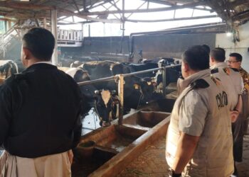 Kementan Gandeng Satgas Pangan Polri Awasi Penyerapan Susu Segar