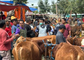 Kementan dan Pemda Jateng Sigap Antisipasi PMK Melalui Vaksinasi dan Edukasi