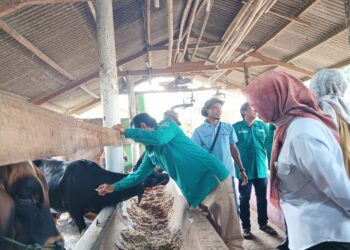 Ajak Peternak Lampung Vaksinasi Hewan, Kementan Berikan Edukasi Tangkal PMK