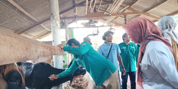 Ajak Peternak Lampung Vaksinasi Hewan, Kementan Berikan Edukasi Tangkal PMK