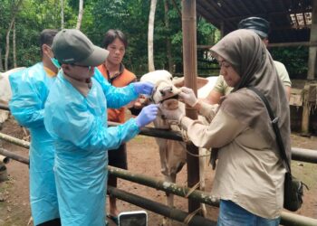 Wamentan Dorong Peternak Sapi Lakukan Vaksinasi Berkala Agar Terbebas Dari PMK