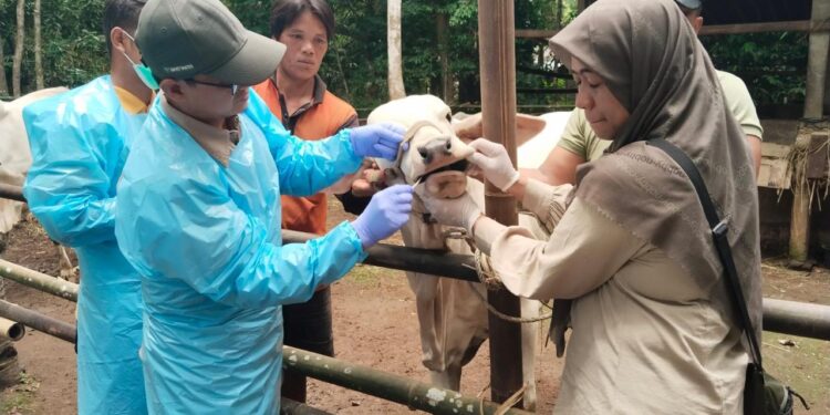Wamentan Dorong Peternak Sapi Lakukan Vaksinasi Berkala Agar Terbebas Dari PMK