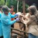 Wamentan Dorong Peternak Sapi Lakukan Vaksinasi Berkala Agar Terbebas Dari PMK