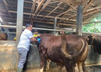Wamentan Pastikan Investasi Peternakan Sapi Melibatkan Peternak Lokal