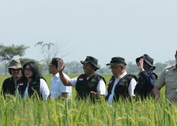 Menjelang Perubahan HPP, Bulog Lakukan Monitoring Titik Panen