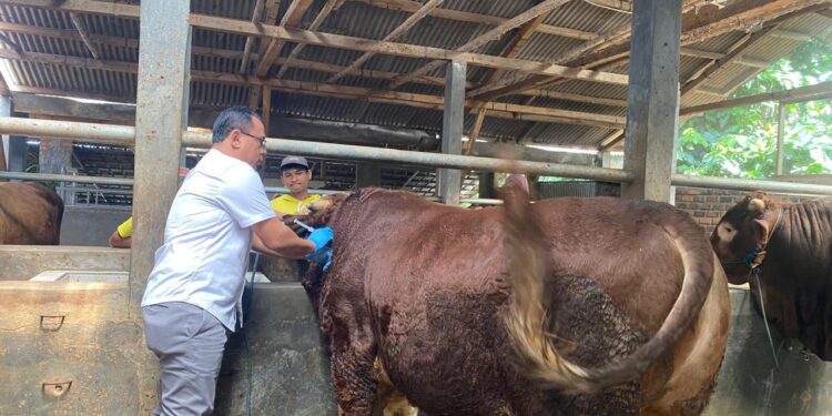 Wamentan Sudaryono: Stok Daging Untuk Ramadhan dan Lebaran Aman!