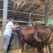 Wamentan Sudaryono: Stok Daging Untuk Ramadhan dan Lebaran Aman!