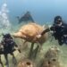 KKP Optimalkan Desa Wisata Bahari untuk Ekonomi Pesisir dan Keberlanjutan
