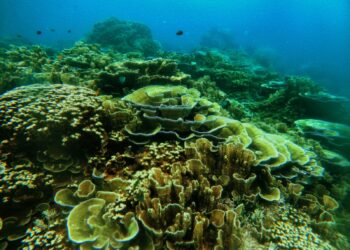 KKP Tambah Dua Kawasan Konservasi Laut untuk Ekonomi Biru
