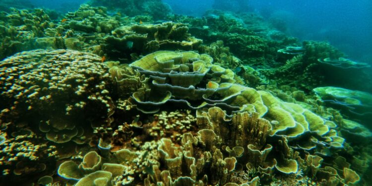 KKP Tambah Dua Kawasan Konservasi Laut untuk Ekonomi Biru