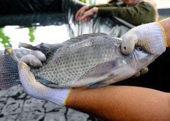 Inovasi KKP Manfaatkan Air Kelapa untuk Tingkatkan Produktivitas Budi Daya Nila