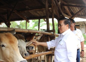 Kasus PMK di berbagai Wilayah Melandai, Pemerintah Terus Genjot Vaksinasi PMK