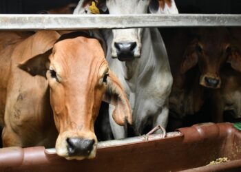Masuk Perdana 200 Ekor Sapi Indukan dan 300 ekor Sapi Bakalan Impor, Bukti Komitmen Investasi Peternakan