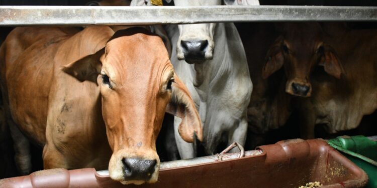 Masuk Perdana 200 Ekor Sapi Indukan dan 300 ekor Sapi Bakalan Impor, Bukti Komitmen Investasi Peternakan