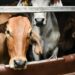 Masuk Perdana 200 Ekor Sapi Indukan dan 300 ekor Sapi Bakalan Impor, Bukti Komitmen Investasi Peternakan