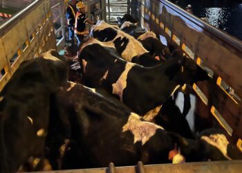 1.250 Bibit Sapi Perah dari Australia Tiba, Perkuat Populasi Sapi Perah Nasional